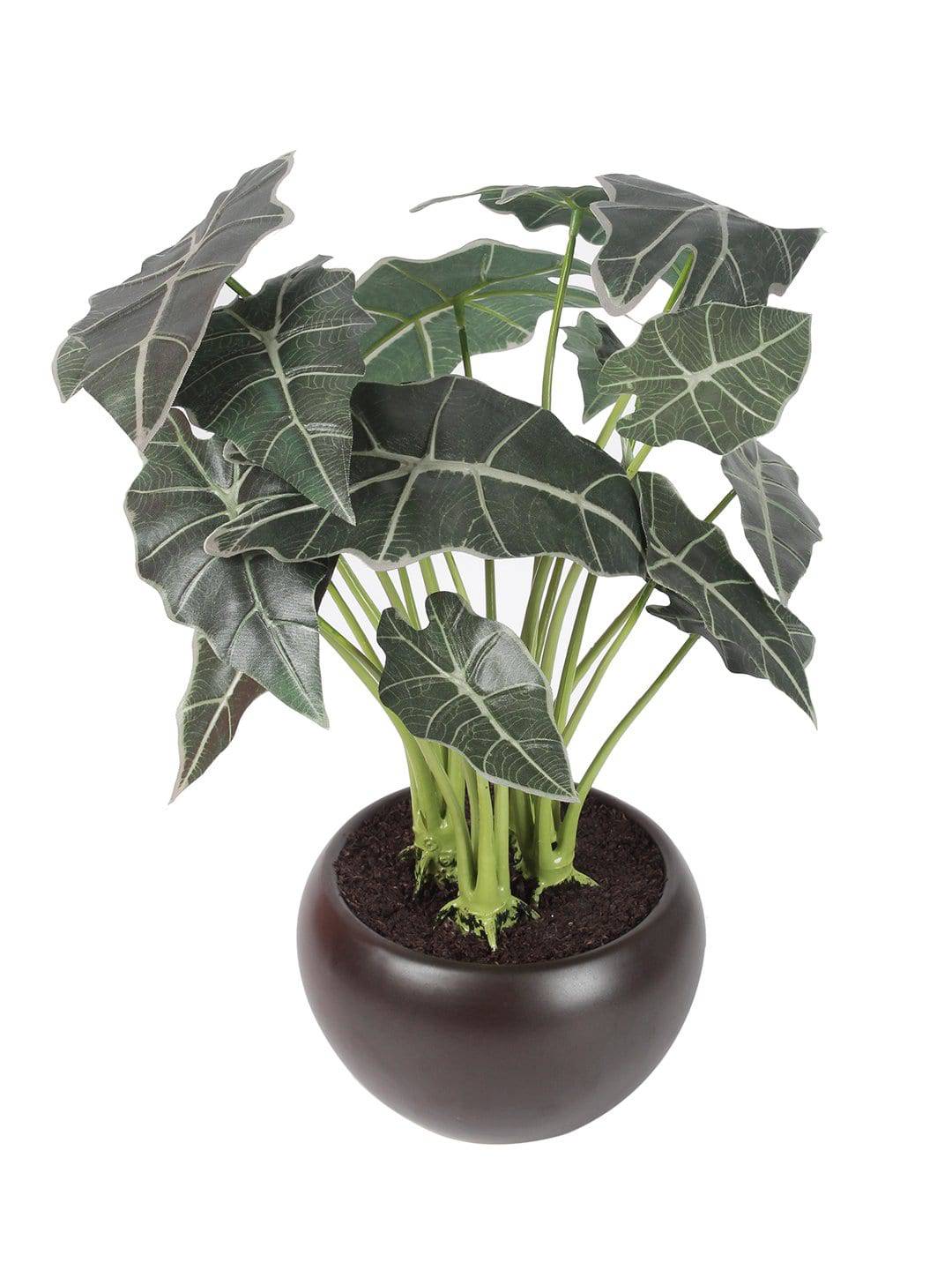Artificial Happy Philo Bonsai With Ceramic Pot - Artificial Flowers & Plants - PolliNation