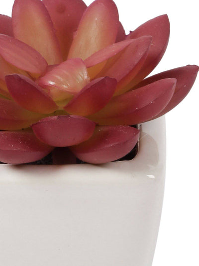 Artificial Succulent Bonsai With Ceramic Pot Set of 2 ( L 6 X H 7.5 cm ) - Artificial Flowers & Plants - PolliNation