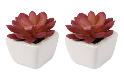 Artificial Succulent Bonsai With Ceramic Pot Set of 2 ( L 6 X H 7.5 cm ) - Artificial Flowers & Plants - PolliNation