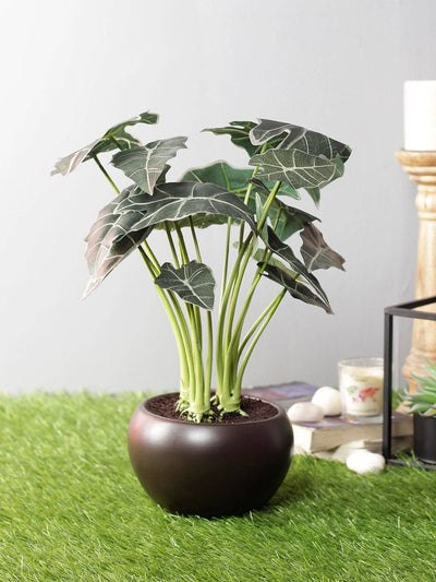 Artificial Happy Philo Bonsai With Ceramic Pot - Artificial Flowers & Plants - PolliNation