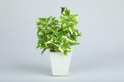 Pollination Artificial White Green Bonsai Plant With Pot